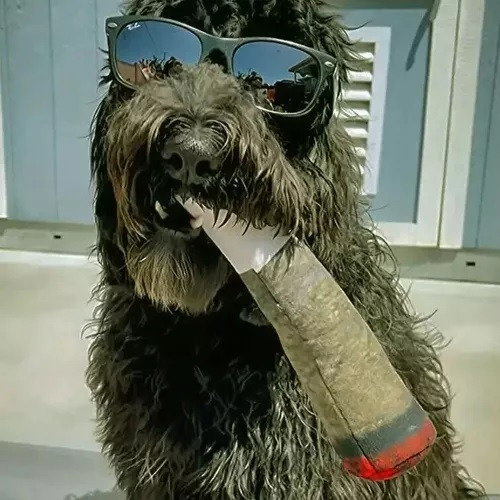 Juguete For Perros Con Forma De Cigarro, Rechinante, Peluch