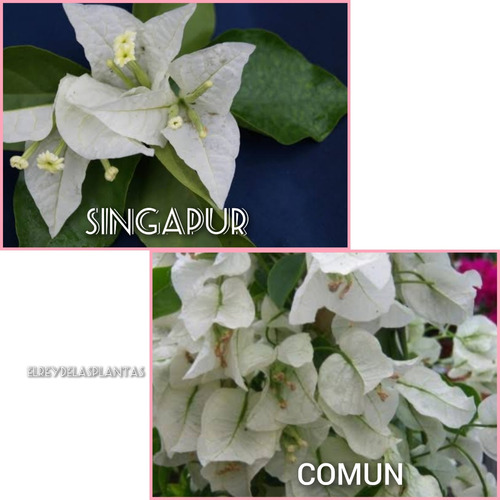 2 Bugambilia Blanca  Singapur  Refinados Pétalos Tropicales