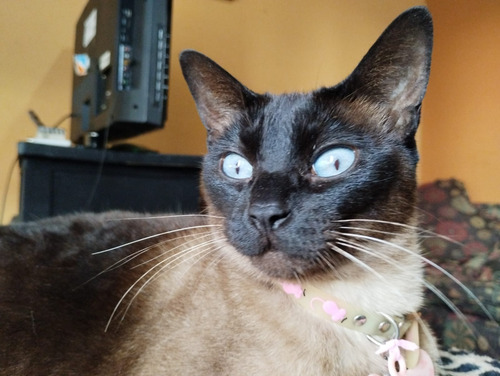 Gatitos Siamés!blue Seal Point! Gato Gata Siames!! Hembra