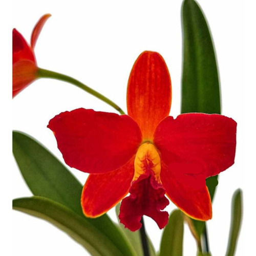 Orquídea Slc. Primeiro Amor Planta Adulta Vaso De Barro