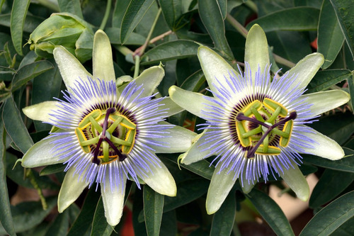 Semillas Pasionaria Passiflora