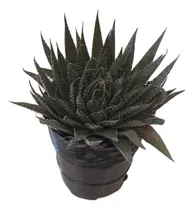 Comprar Planta Suculenta Haworthia Fasciata Planta Cebra Nro 12