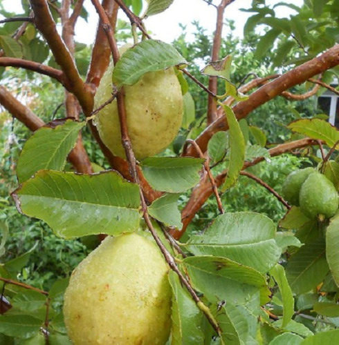 50 Semillas De Guayaba Pera + Instructivo 