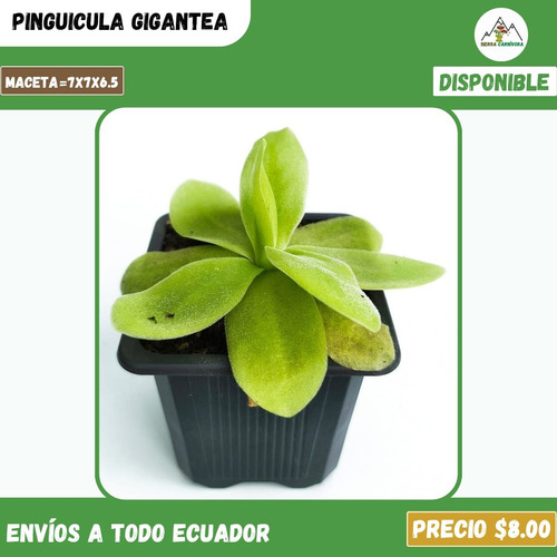 Plantas Carnívoras | Variedad De Géneros Y Especies