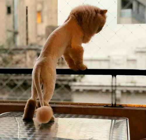Imagen 4 de 9 de Peluquería A Domicilio Canina Y Felina Caba Gba Znorte Leer