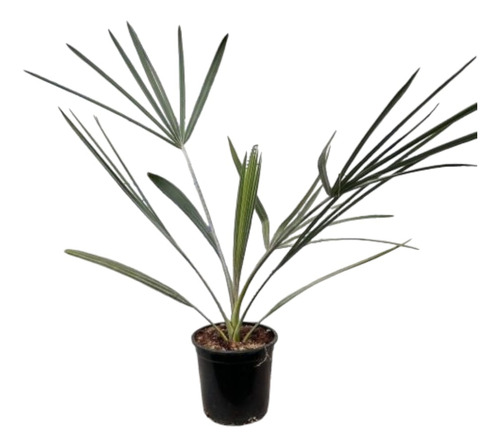 Paquete De Palmeras Para Decoración De Jardín.