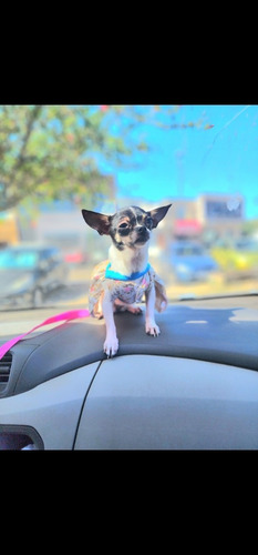 Imagen 9 de 9 de Hermoosa Chihuahua Hembrita Chuy Pinscher No