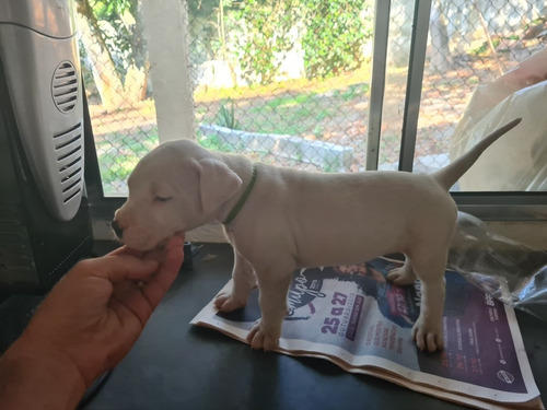 Filhotes Dogo Argentino