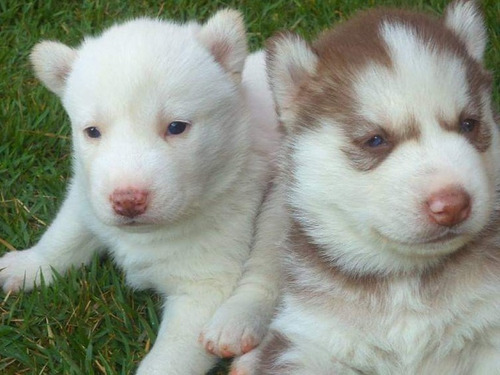 Husky Siberiano Olhos Azuis Perfeitos Filhotes