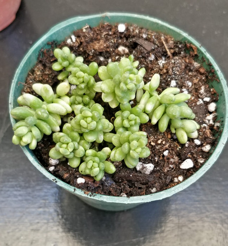 Sedum Album Athoum Variegada