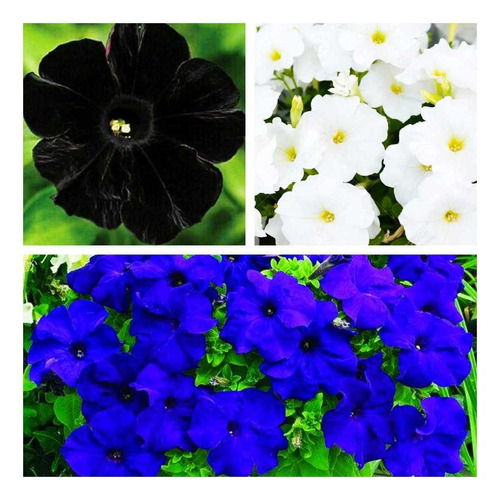 Semillas De Petunias Colores 