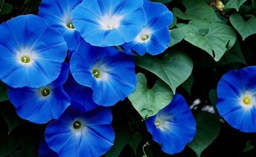 Semillas De Suspiros Azules Ipomoea Tricolor