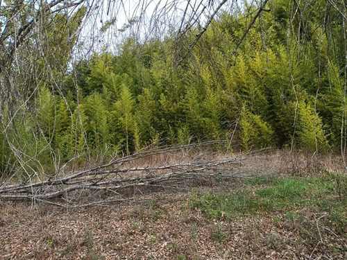 Terreno En Venta Campestre El Barro Carretera Nacional