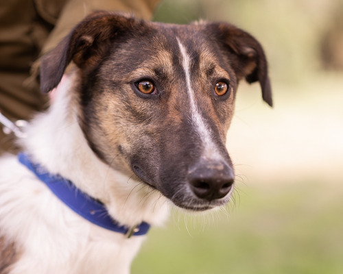 Perro Macho, Cachorron En Adopción Responsable Gratis