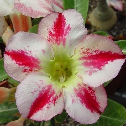 9greenbox - Perfume Desert Rose - 4  Pot.