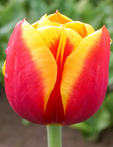Bulbos De Tulipanes Preplantados Imp. Holanda X 5