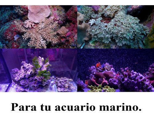 Lámpara Para Acuario Pequeño, Modelo Bwr-18 Azul Blanco Y Rojo
