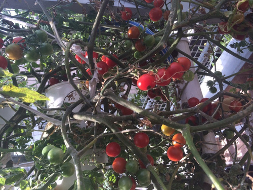 Imagen 8 de 10 de Potenciador De Floración Pyk Rinde 1000 Litros.