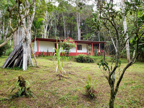 Imagem 9 de 14 de Chácara Com 3 Lagos 4.700 M² Piscina Pomar Campo De Futebol