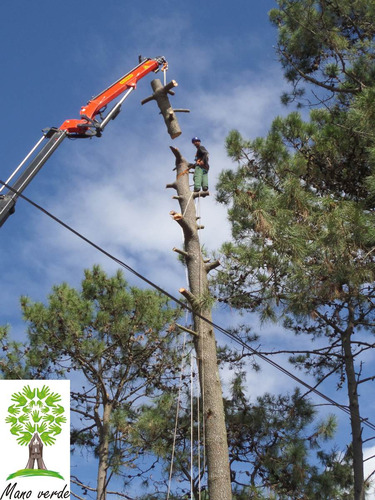 Imagen 3 de 6 de Poda Y Tala De Arboles.. Empresa Reglamentada
