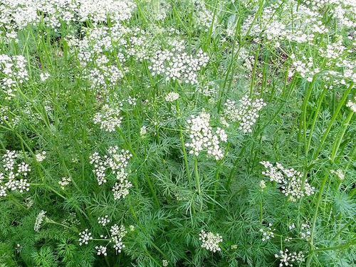 1 Gr. Semillas De Comino Siembra Hasta 250 Plantas