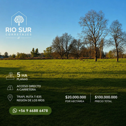 Campos 5 Ha Trapi Rio Bueno