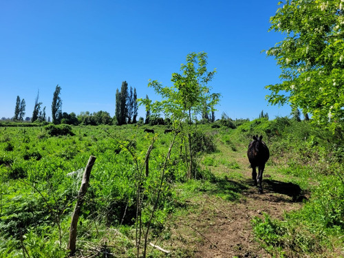 Terreno De 2,5 Há, En Cuñibal, Cercano A Los Ángeles