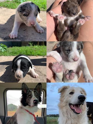 Border Colie Blue Merle(a0,b9,c9,d9,e3,f4,g7,h6,i1)