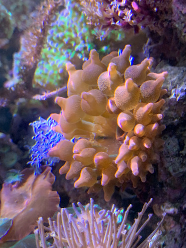 Enctamatea Quadricolor Anemona Bubble Roja Centro Verde Naranja