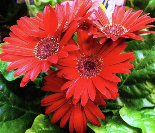 Gerbera Color Roja Amor 