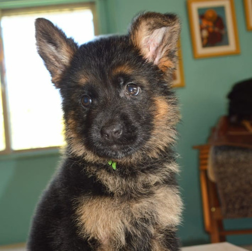 Hermosa Cachorra Ovejero Aleman Pelo Corto Fuego Poa 