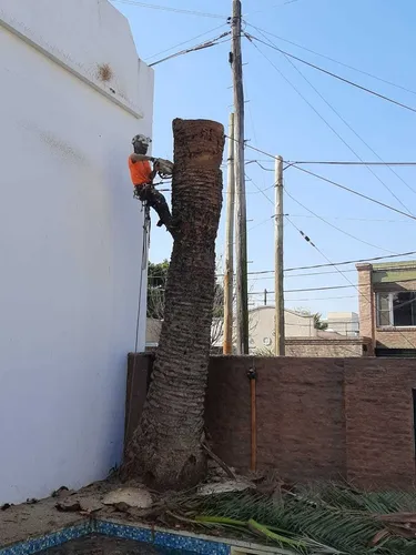 Poda De Arboles, Personal Con Seguro Palmeras