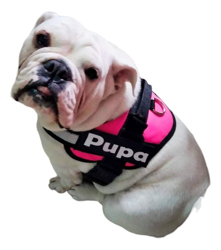 Pechera Personalizada Bulldog Ingles