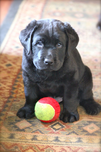 Cachorros Labrador Hermosos Y Puros Soy Martina Cachorritos