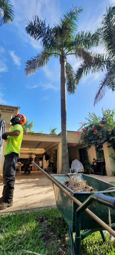 Imagen 3 de 10 de Poda De Arbol, Poda De Palmera,servicio De Poda, Zona Oeste