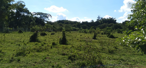 Excelente Sítío Plano De 42 Mil Mts