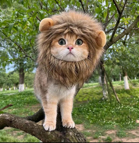 Gorro Traje De Leon Para Gatos- Mascota- Disfraz- Halloween