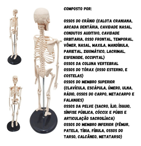 Esqueleto Humano - Modelo Anatômico Com 45 Cm.