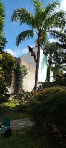 Imagen 10 de 10 de Poda De Arboles Tala Extracciones Palmera Whatsap 1528694955