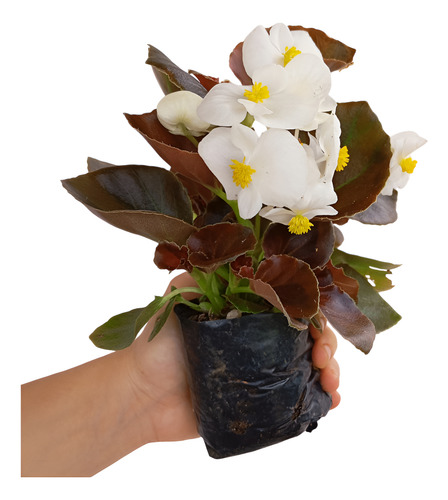Kit 15 Mudas Begonia Cerosa - Folha Bronze - Cores Sortidas