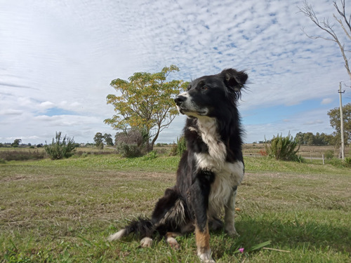 Border Collie Puro . Adopción Responsa.le.