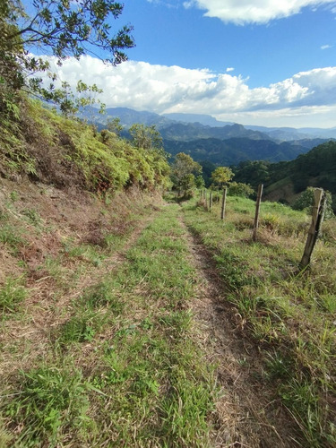 Lote En Venta En Los Naranjos. Cod V1093001