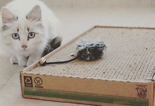 Imagen 2 de 2 de Rascador Para Gatos Cat Scratcher Con Atrayente