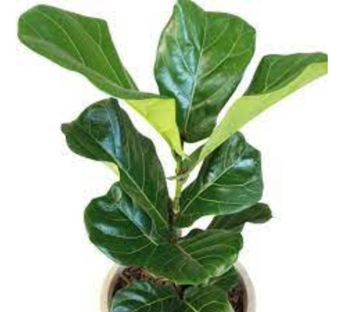 Ficus Pandurata - Hermoso Grande Xxl - Ent. Gratis Amba