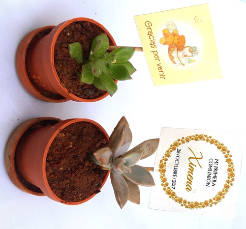 Imagen 6 de 7 de 10 Plantas Suculentas Miniatura. Solo Entregas Cdmx.