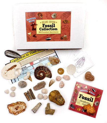Dancing Bear Fossil Collection - Juego De 20 Especímenes Rea