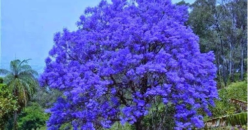 60 Sementes Jacarandá Azul Mimoso Ipê Rosa Vermelho P Mudas | Parcelamento  sem juros