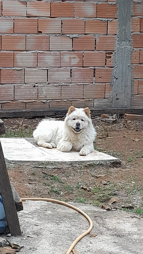 Chow Chow