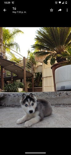 Imagen 4 de 7 de Huskys Siberianos