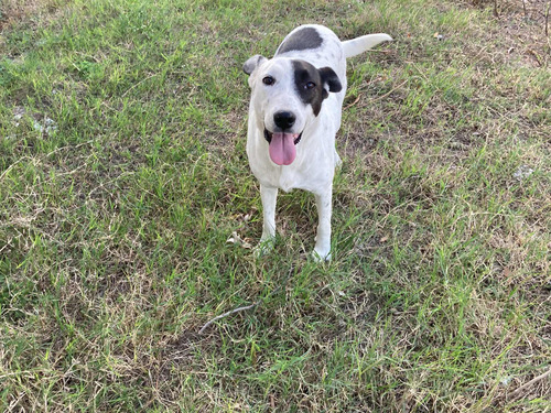 Perra En Adopción Tamaño Maxi Grande